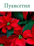 Пуансетия