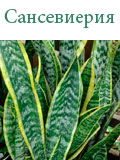 Сансевиерия