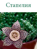 Стапелия