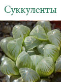 Суккуленты