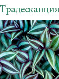 Традесканция