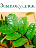 Замиокулькас